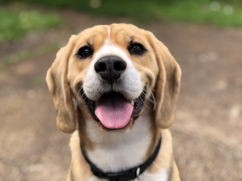 Beagle looking toward the camera outdoors.