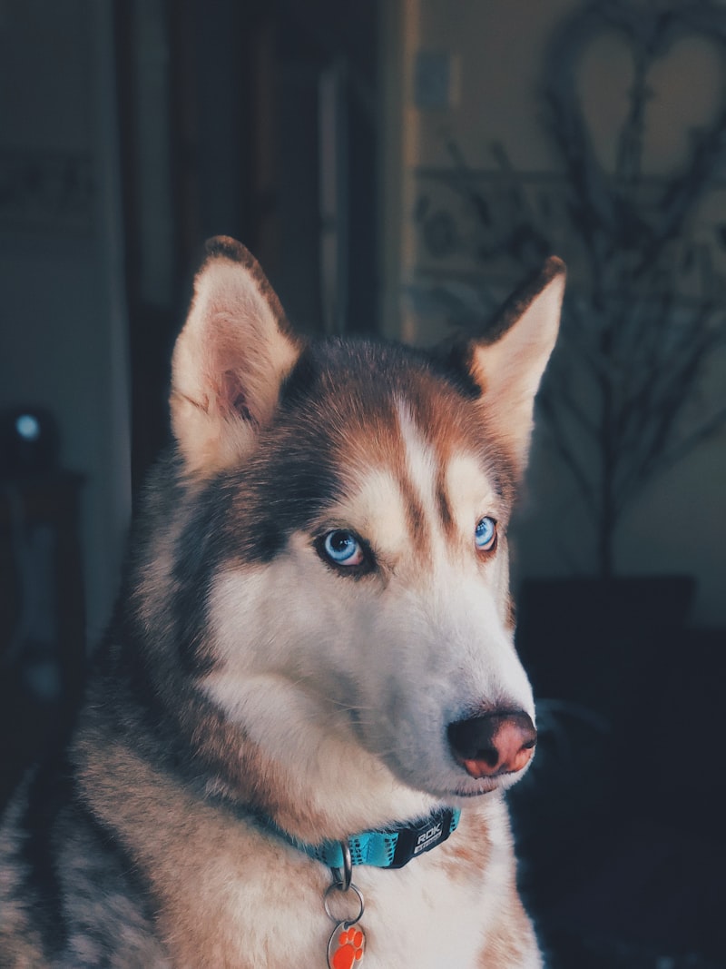 Blue-eyed husky looking to the side.