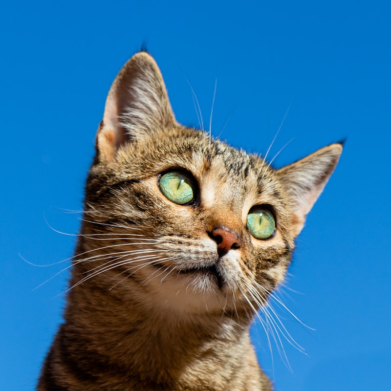 Cat looking toward the camera